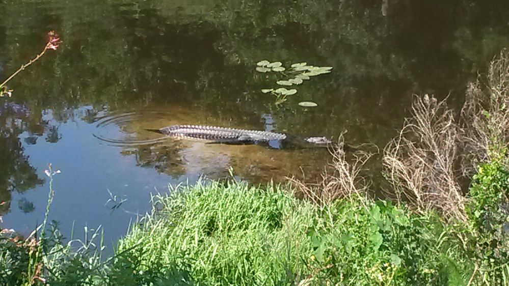 Gator in Little Econ