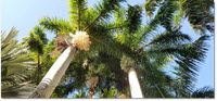 235571_Palm treetops.jpg