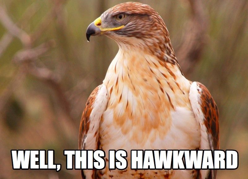 Hawk