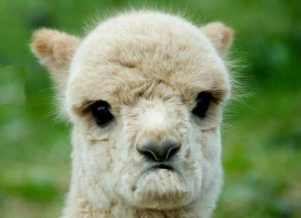 341135_sad_alpaca.jpg