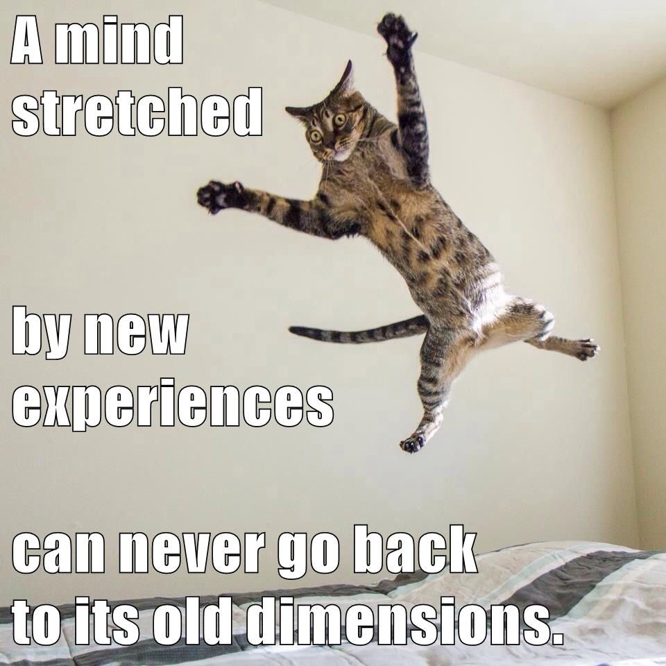 growth mindset cat