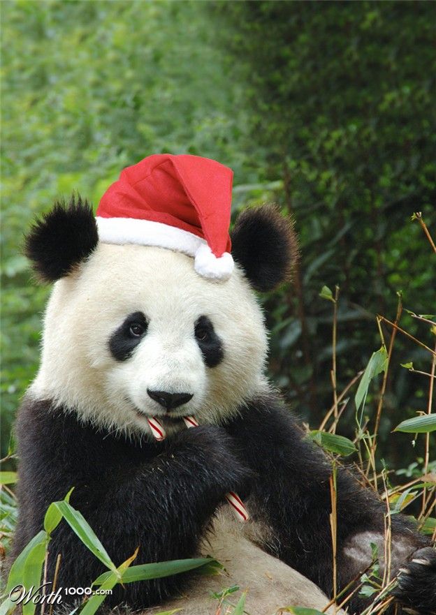 santa panda.jpg